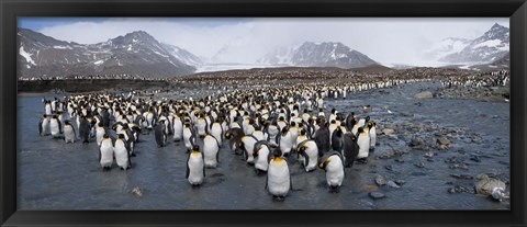 Framed King penguins colony, St Andrews Bay, South Georgia Island Print