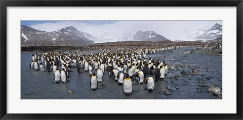 Framed King penguins colony, St Andrews Bay, South Georgia Island Print