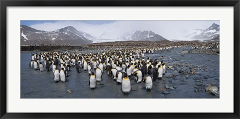 Framed King penguins colony, St Andrews Bay, South Georgia Island Print