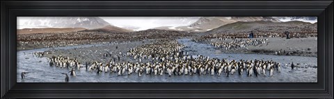Framed St Andrews Bay, South Georgia Island Print