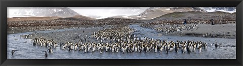 Framed St Andrews Bay, South Georgia Island Print