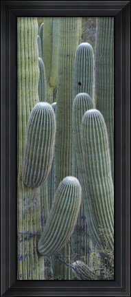Framed Saguaro cacti, Oro Valley, Arizona, USA Print