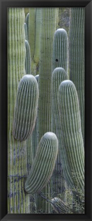 Framed Saguaro cacti, Oro Valley, Arizona, USA Print