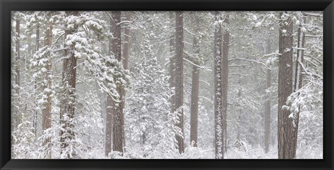 Framed Snow covered Ponderosa Pine trees in a forest, Indian Ford, Oregon, USA Print