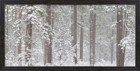 Framed Snow covered Ponderosa Pine trees in a forest, Indian Ford, Oregon, USA Print