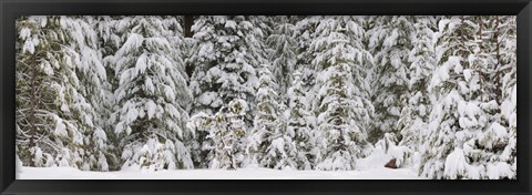 Framed Snow covered pine trees, Deschutes National Forest, Oregon, USA Print