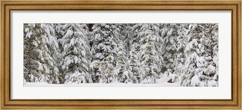 Framed Snow covered pine trees, Deschutes National Forest, Oregon, USA Print
