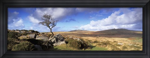 Framed Crooked tree at Feather Tor, Staple Tor, Dartmoor, Devon, England Print