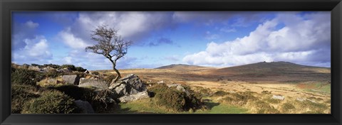 Framed Crooked tree at Feather Tor, Staple Tor, Dartmoor, Devon, England Print