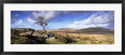 Framed Crooked tree at Feather Tor, Staple Tor, Dartmoor, Devon, England Print