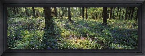 Framed Bluebells growing in a forest, Exe Valley, Devon, England Print