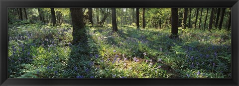 Framed Bluebells growing in a forest, Exe Valley, Devon, England Print