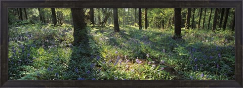 Framed Bluebells growing in a forest, Exe Valley, Devon, England Print
