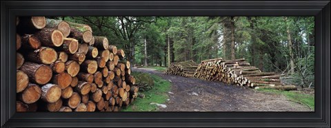 Framed Stacks of logs in forest, Burrator Reservoir, Dartmoor, Devon, England Print