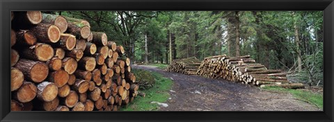 Framed Stacks of logs in forest, Burrator Reservoir, Dartmoor, Devon, England Print