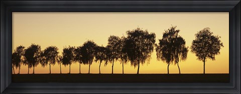 Framed Tree alley at sunset, Hohenlohe, Baden-Wurttemberg, Germany Print