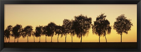 Framed Tree alley at sunset, Hohenlohe, Baden-Wurttemberg, Germany Print