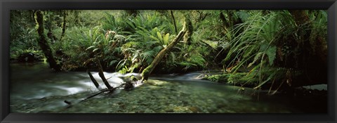 Framed Divide Creek flowing through a forest, Hollyford River, Fiordland National Park, South Island, New Zealand Print