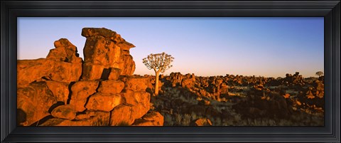 Framed Quiver tree (Aloe dichotoma) growing in rocks, Devil&#39;s Playground, Namibia Print