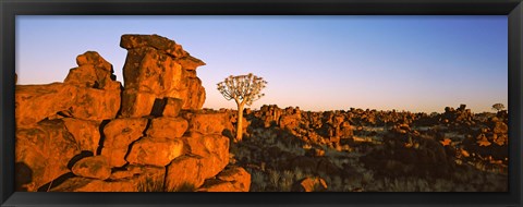 Framed Quiver tree (Aloe dichotoma) growing in rocks, Devil&#39;s Playground, Namibia Print