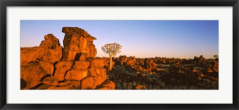 Framed Quiver tree (Aloe dichotoma) growing in rocks, Devil&#39;s Playground, Namibia Print