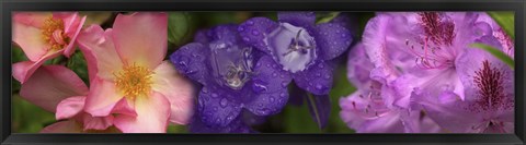 Framed Close-up of pink and purple  flowers Print