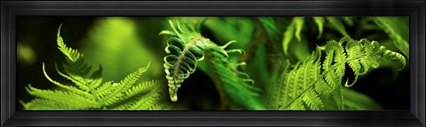 Framed Close-up of ferns Print