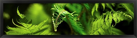 Framed Close-up of ferns Print