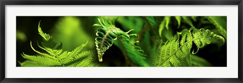 Framed Close-up of ferns Print