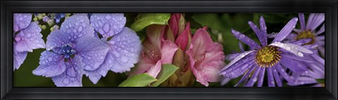 Framed Close-up of flowers Print