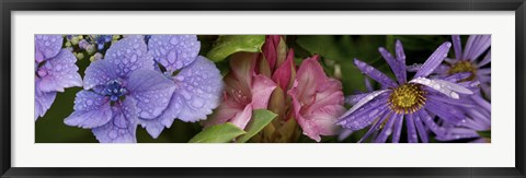 Framed Close-up of flowers Print