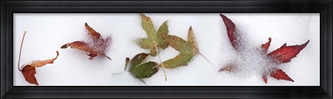Framed Leaves in the snow Print