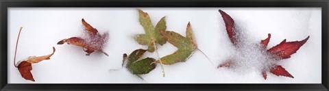 Framed Leaves in the snow Print