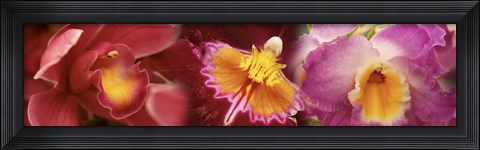 Framed Details of red and violet Orchid flowers Print