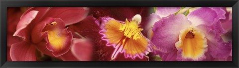 Framed Details of red and violet Orchid flowers Print