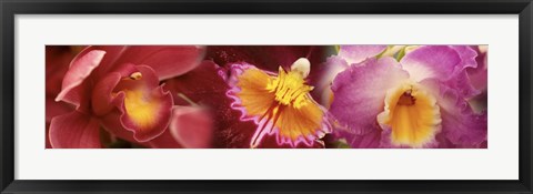 Framed Details of red and violet Orchid flowers Print