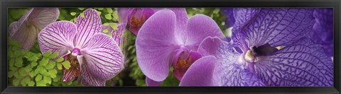 Framed Details of violet orchid flowers Print