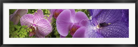 Framed Details of violet orchid flowers Print