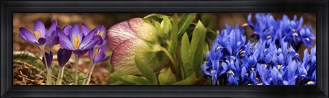 Framed Details of Crocus flowers Print