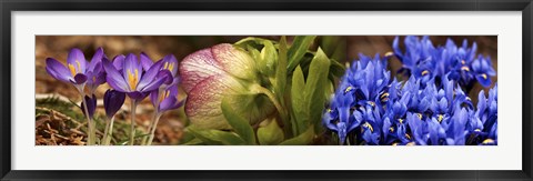 Framed Details of Crocus flowers Print