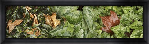 Framed Details of green leaves Print