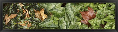 Framed Details of green leaves Print