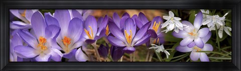 Framed Details of purple and white  flowers Print