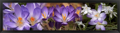 Framed Details of purple and white  flowers Print