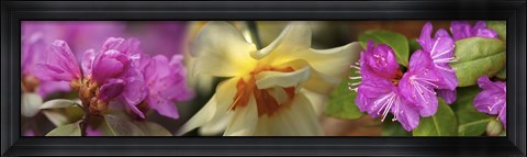 Framed Details of pink and yellow flowers Print