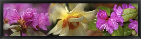 Framed Details of pink and yellow flowers Print