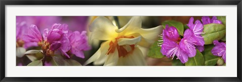 Framed Details of pink and yellow flowers Print