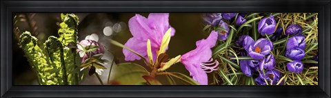 Framed Details of early spring and crocus flowers Print