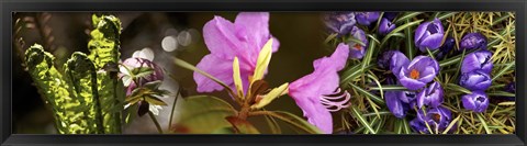 Framed Details of early spring and crocus flowers Print