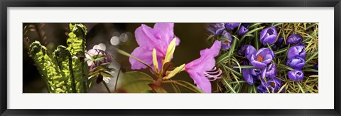 Framed Details of early spring and crocus flowers Print